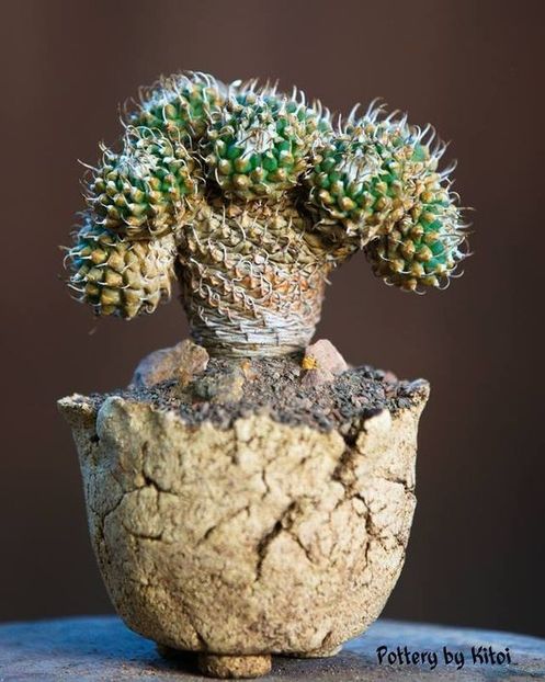 Kitoi: Turbinicarpus schmiedickeanus ssp. andersonii - Vase - aranjamente - accesorii