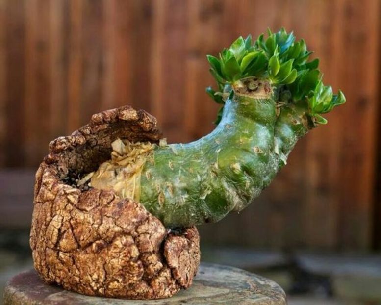 Kitoi: Tylecodon paniculata - Vase - aranjamente - accesorii