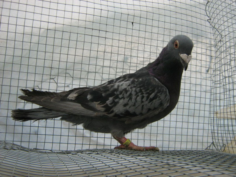 m 2017 - VOIAJORI STIL VECHI SI  VOIAJORI DE FRUMUSETE