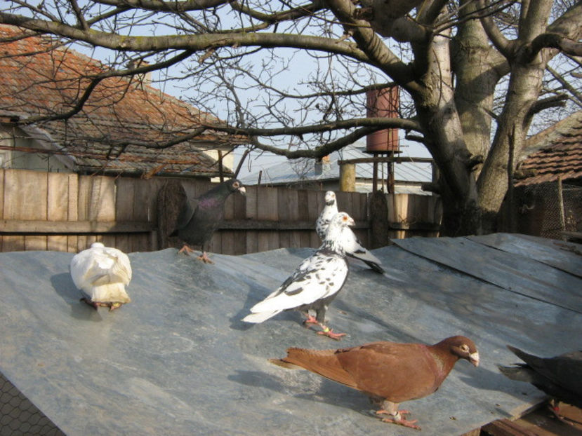  - VOIAJORI STIL VECHI SI  VOIAJORI DE FRUMUSETE