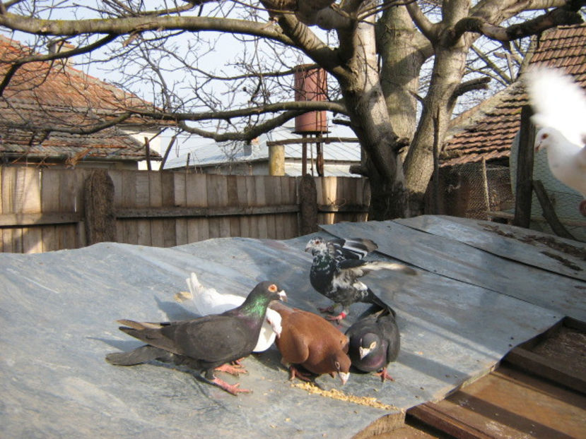  - VOIAJORI STIL VECHI SI  VOIAJORI DE FRUMUSETE