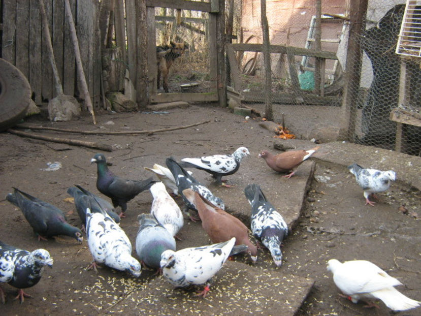  - VOIAJORI STIL VECHI SI  VOIAJORI DE FRUMUSETE