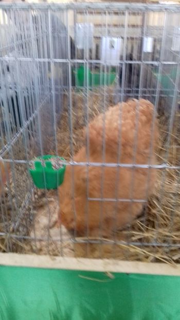  - 06 EXPOZITIA JUDETEANA GORJ 2018 -editia 3