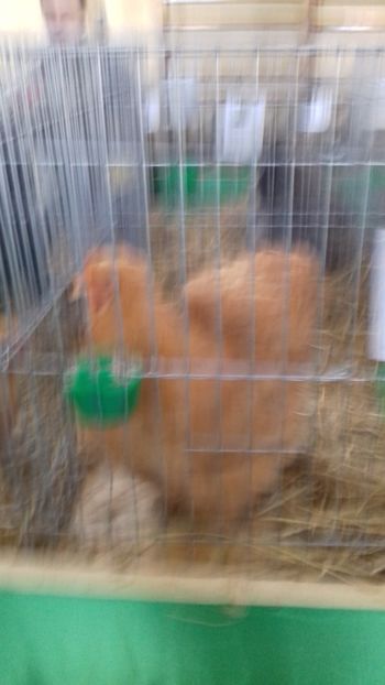  - 06 EXPOZITIA JUDETEANA GORJ 2018 -editia 3