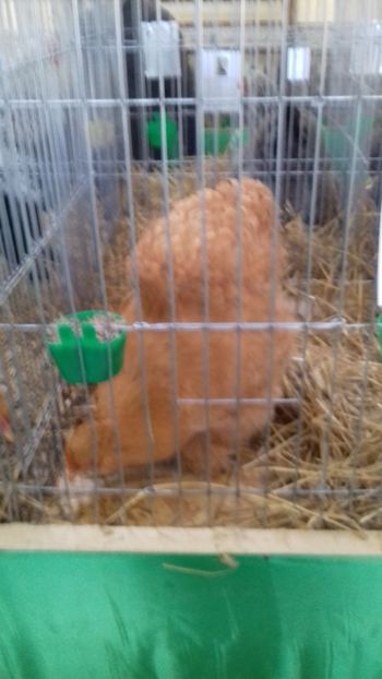  - 06 EXPOZITIA JUDETEANA GORJ 2018 -editia 3