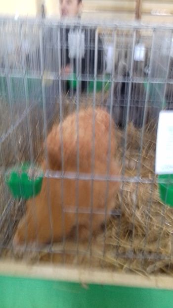  - 06 EXPOZITIA JUDETEANA GORJ 2018 -editia 3