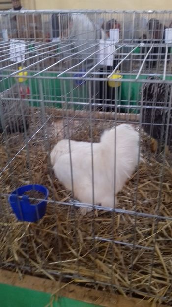  - 06 EXPOZITIA JUDETEANA GORJ 2018 -editia 3