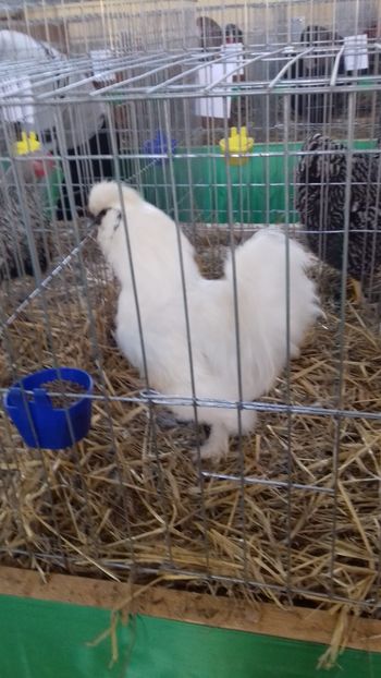  - 06 EXPOZITIA JUDETEANA GORJ 2018 -editia 3