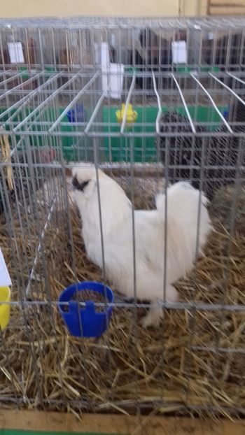  - 06 EXPOZITIA JUDETEANA GORJ 2018 -editia 3