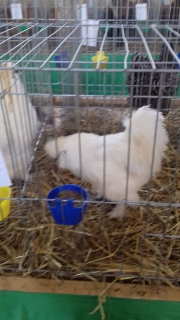  - 06 EXPOZITIA JUDETEANA GORJ 2018 -editia 3