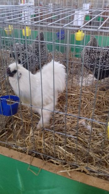  - 06 EXPOZITIA JUDETEANA GORJ 2018 -editia 3