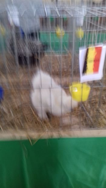  - 06 EXPOZITIA JUDETEANA GORJ 2018 -editia 3