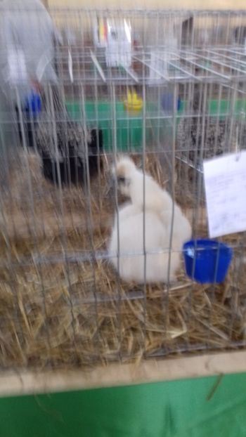  - 06 EXPOZITIA JUDETEANA GORJ 2018 -editia 3