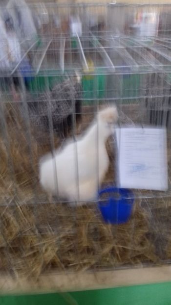  - 06 EXPOZITIA JUDETEANA GORJ 2018 -editia 3
