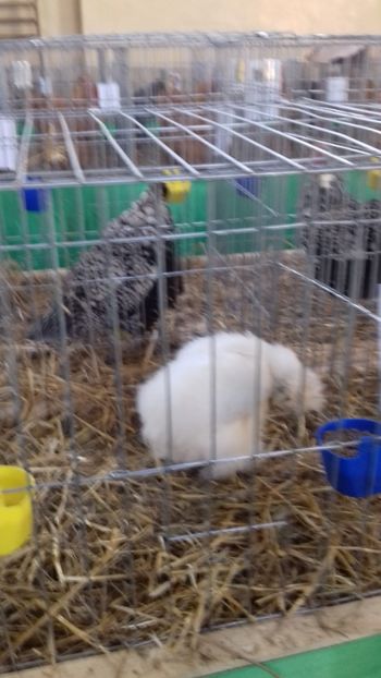  - 06 EXPOZITIA JUDETEANA GORJ 2018 -editia 3