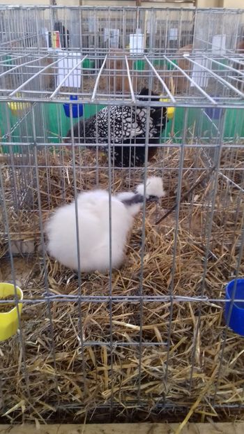  - 06 EXPOZITIA JUDETEANA GORJ 2018 -editia 3