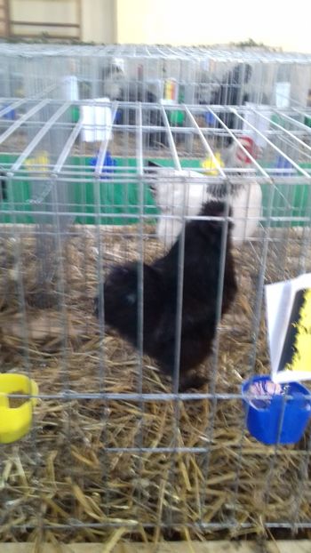  - 06 EXPOZITIA JUDETEANA GORJ 2018 -editia 3