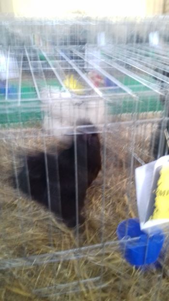  - 06 EXPOZITIA JUDETEANA GORJ 2018 -editia 3
