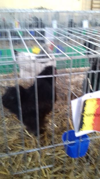 - 06 EXPOZITIA JUDETEANA GORJ 2018 -editia 3