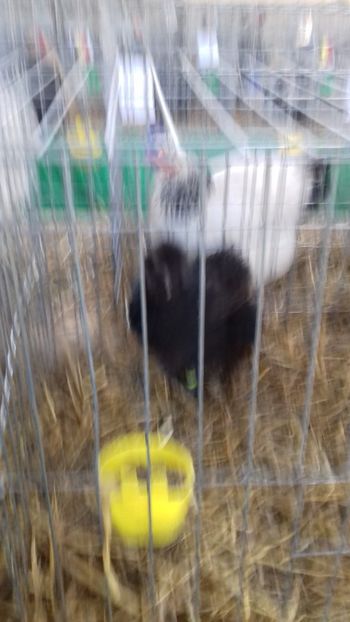  - 06 EXPOZITIA JUDETEANA GORJ 2018 -editia 3
