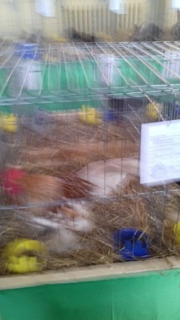  - 06 EXPOZITIA JUDETEANA GORJ 2018 -editia 3