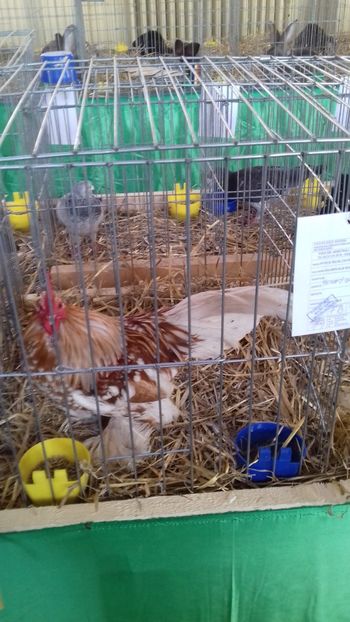  - 06 EXPOZITIA JUDETEANA GORJ 2018 -editia 3