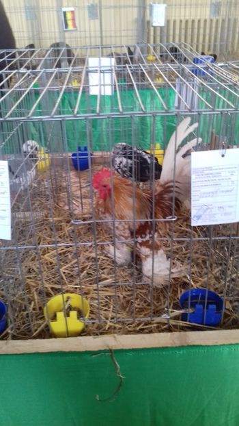  - 06 EXPOZITIA JUDETEANA GORJ 2018 -editia 3