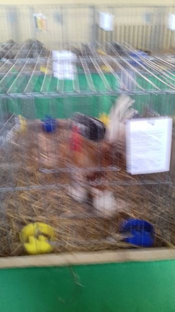  - 06 EXPOZITIA JUDETEANA GORJ 2018 -editia 3