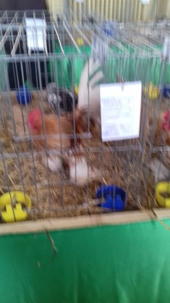  - 06 EXPOZITIA JUDETEANA GORJ 2018 -editia 3