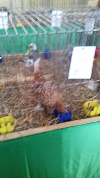  - 06 EXPOZITIA JUDETEANA GORJ 2018 -editia 3