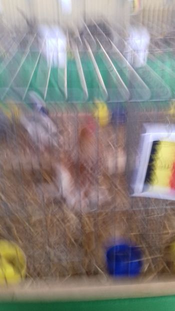  - 06 EXPOZITIA JUDETEANA GORJ 2018 -editia 3