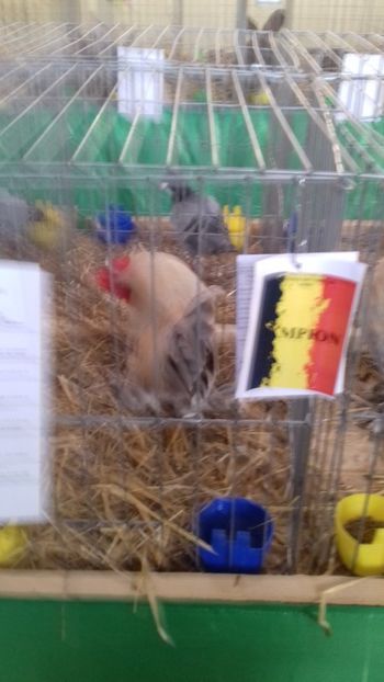  - 06 EXPOZITIA JUDETEANA GORJ 2018 -editia 3
