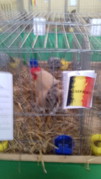  - 06 EXPOZITIA JUDETEANA GORJ 2018 -editia 3