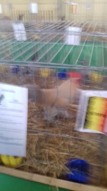  - 06 EXPOZITIA JUDETEANA GORJ 2018 -editia 3