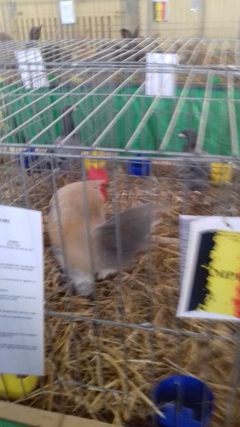  - 06 EXPOZITIA JUDETEANA GORJ 2018 -editia 3