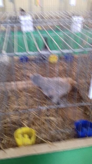  - 06 EXPOZITIA JUDETEANA GORJ 2018 -editia 3