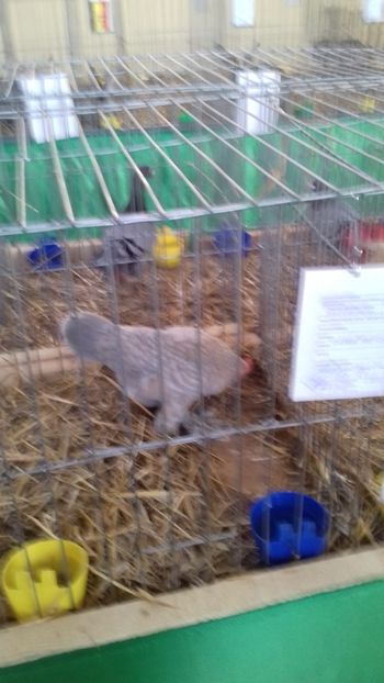  - 06 EXPOZITIA JUDETEANA GORJ 2018 -editia 3