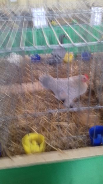  - 06 EXPOZITIA JUDETEANA GORJ 2018 -editia 3
