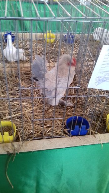  - 06 EXPOZITIA JUDETEANA GORJ 2018 -editia 3