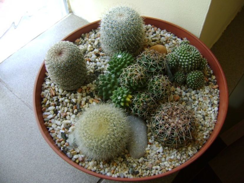 Grup de 7 cactusi - Cactusi 2018