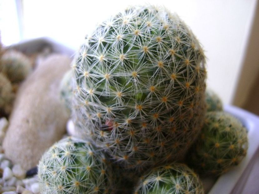 Mammillaria shiedeana ssp. giselae, fructe - Cactusi 2018