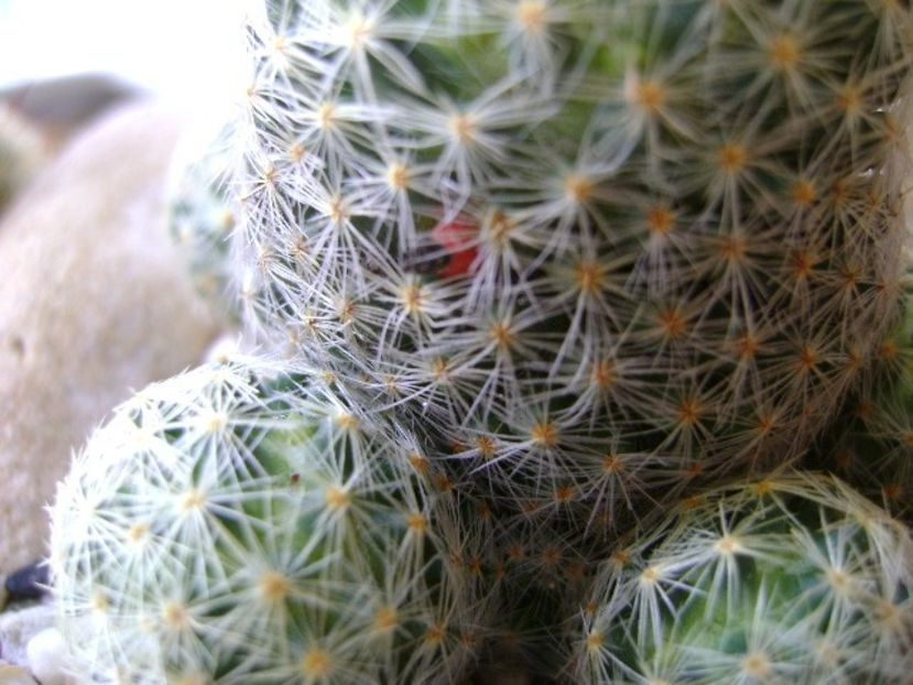 Mammillaria shiedeana ssp. giselae - Cactusi 2018