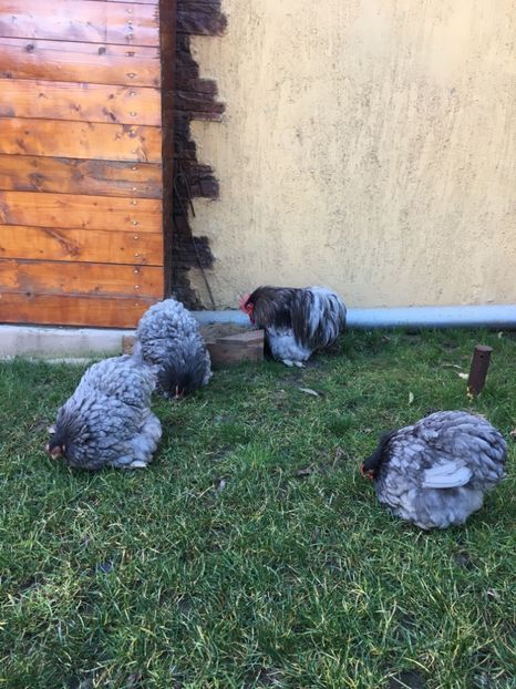 13A46BEE-DD4D-4967-8B49-8C17DB760CBA - COCHI PITIC ALBASTRU 2018