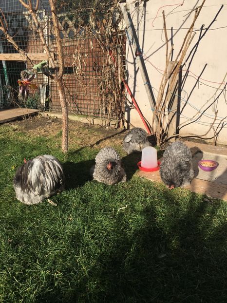 309B61AB-54D2-4A40-A2C2-FE961821EA65 - COCHI PITIC ALBASTRU 2018