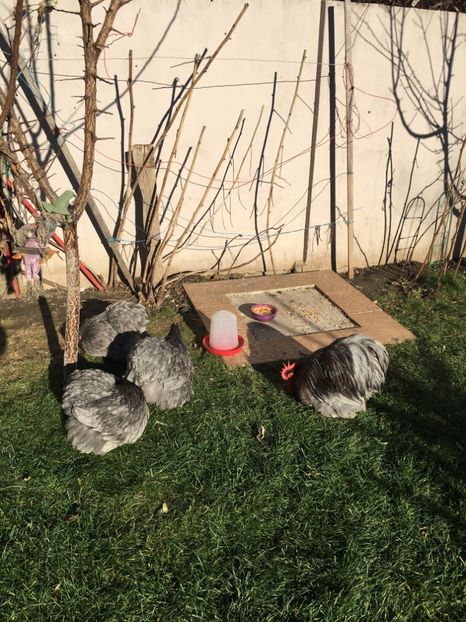 701EB033-786A-4B9E-8CCB-52AEAD915D11 - COCHI PITIC ALBASTRU 2018