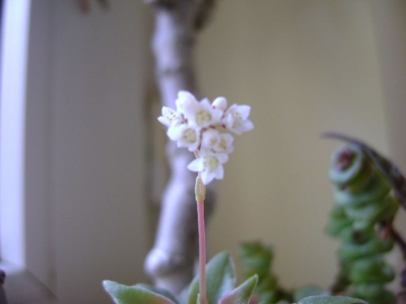 Crassula orbicularis - Suculente 2017