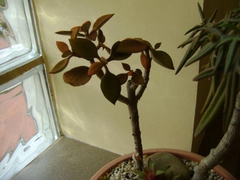 Kalanchoe orgyalis - Suculente 2017