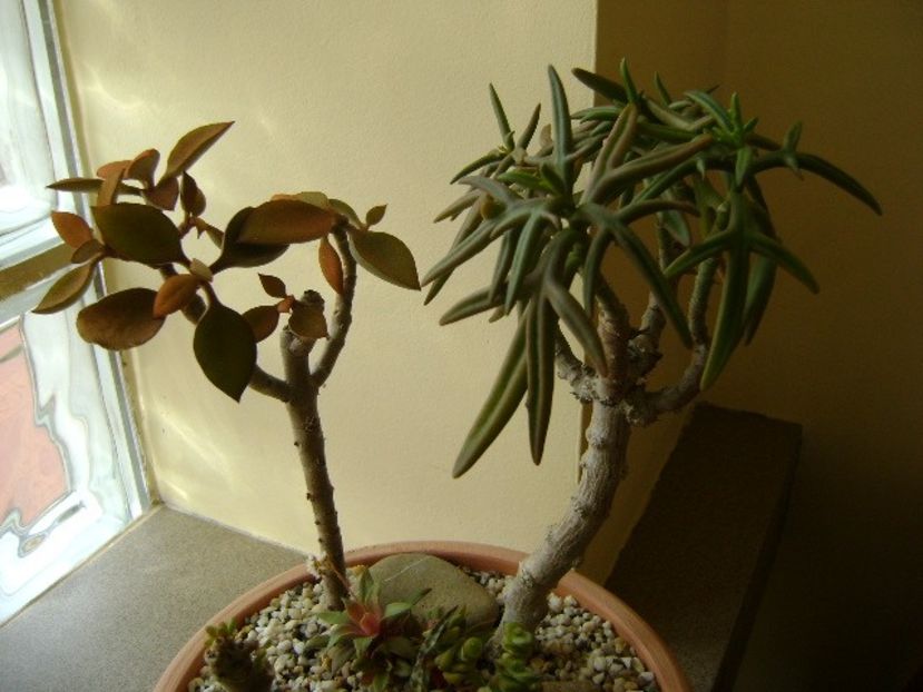 Kalanchoe orgyalis & Kalanchoe hb. Elk Antlers - Bonsai si prebonsai 2016-2017