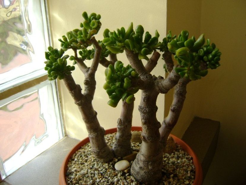 Crassula ovata hobbit - Bonsai si prebonsai 2016-2017