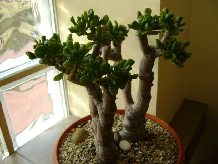 Crassula ovata hobbit - Bonsai si prebonsai 2016-2017